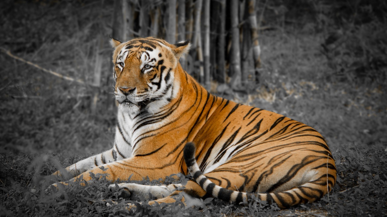 National Animal of india