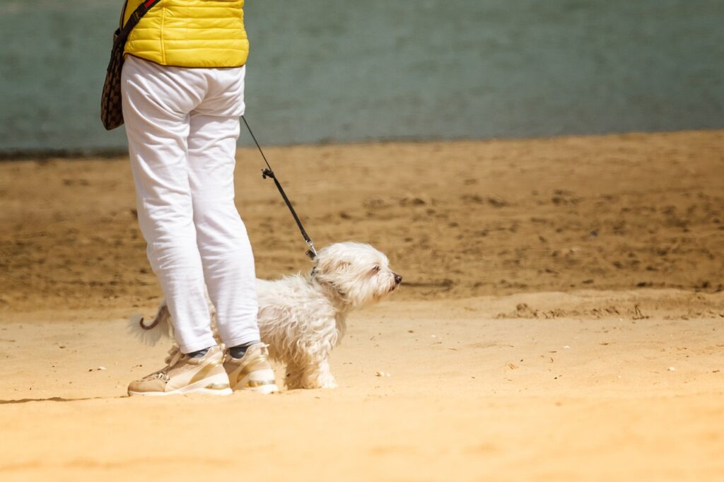 dog walker